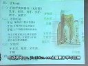 消化系统